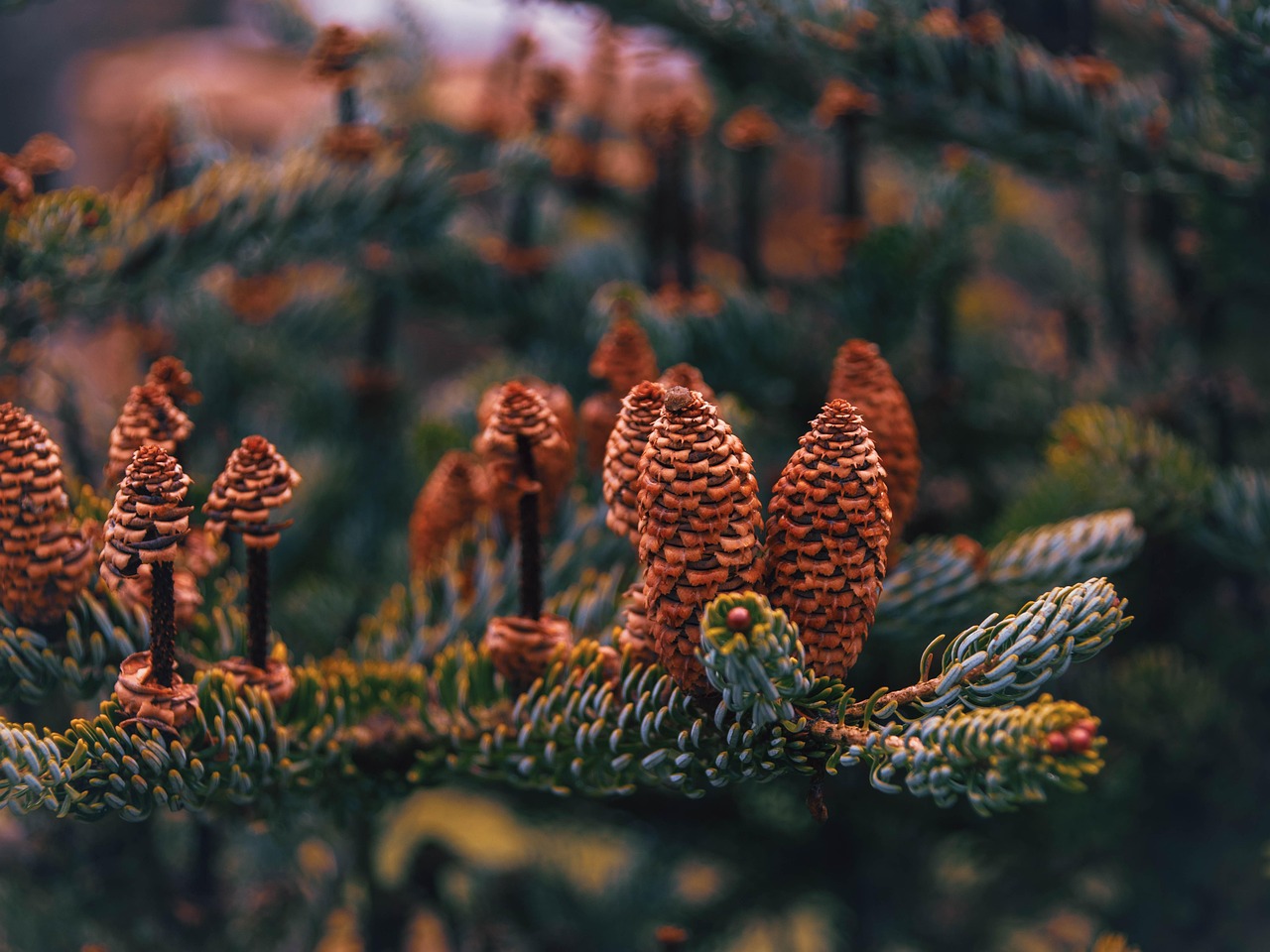 Kビューティーのナイアシンアミドとクレンジングオイルの併用はNGなの？