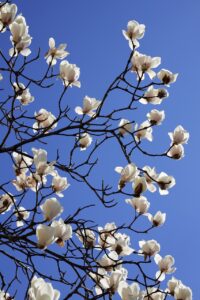 韓国皮膚科発想のトナーパッドを毎日使うとどうなる？